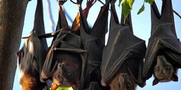 Científicos encuentran lotes de nuevo coronavirus en Murciélagos.