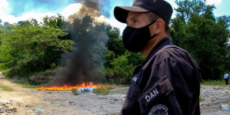 Destruyen droga valorada en más de $150,000.