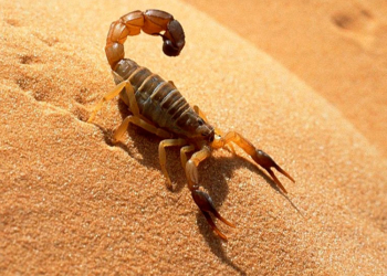 Plaga de escorpiones deja más de 500 heridos en Egipto.
