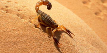 Plaga de escorpiones deja más de 500 heridos en Egipto.