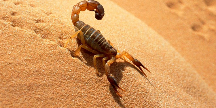 Plaga de escorpiones deja más de 500 heridos en Egipto.
