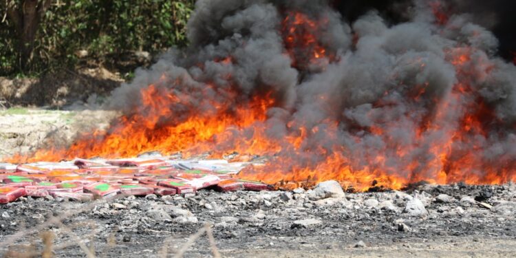 Autoridades destruyen droga incautada, valorada en 13 millones de dólares.