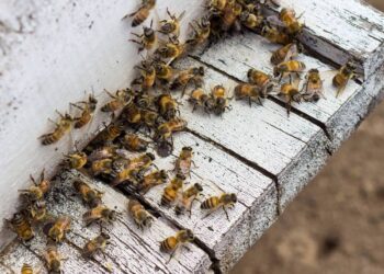 Abejas matan a un hombre en Usulután.