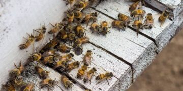 Abejas matan a un hombre en Usulután.