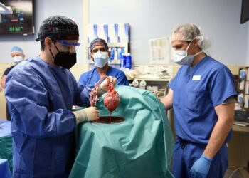 Trasplantan con éxito un corazón de cerdo a un humano.