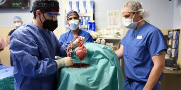 Trasplantan con éxito un corazón de cerdo a un humano.