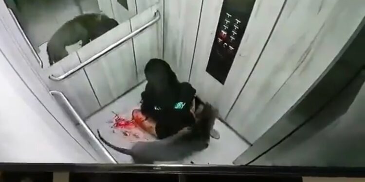 Pitbull ataca brutalmente a mujer.