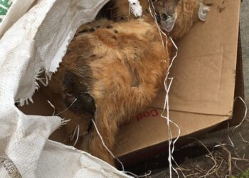 Denuncian envenenamiento de mascotas en Jucuapa.
