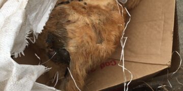 Denuncian envenenamiento de mascotas en Jucuapa.