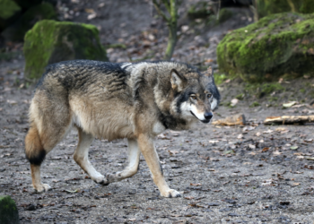 Lobo ataca niño en zoológico mexicano.