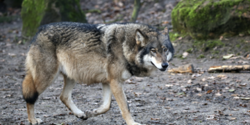 Lobo ataca niño en zoológico mexicano.