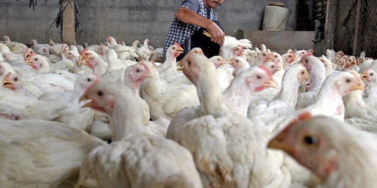 EE.UU. detecta el primer caso de gripe aviar en humanos.