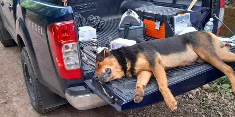 Sacrifican perros que asesinaron a mujer en San Alejo.