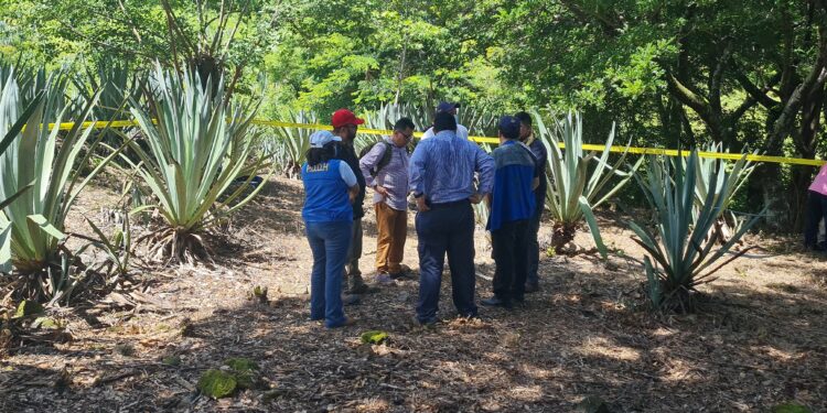 Exhuman cadáveres de masacre ocurrida en el conflicto armado.