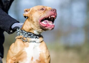 Muere anciana tras ser atacada por 5 perros.