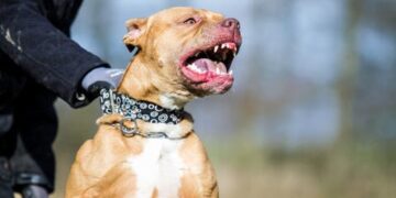 Muere anciana tras ser atacada por 5 perros.