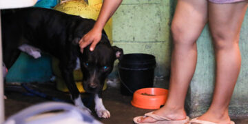 Pitbull atacó a mujer en San Salvador.