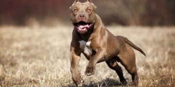 Pitbull le arranca brazo a un ladrón y las autoridades pretenden sacrificarlo.