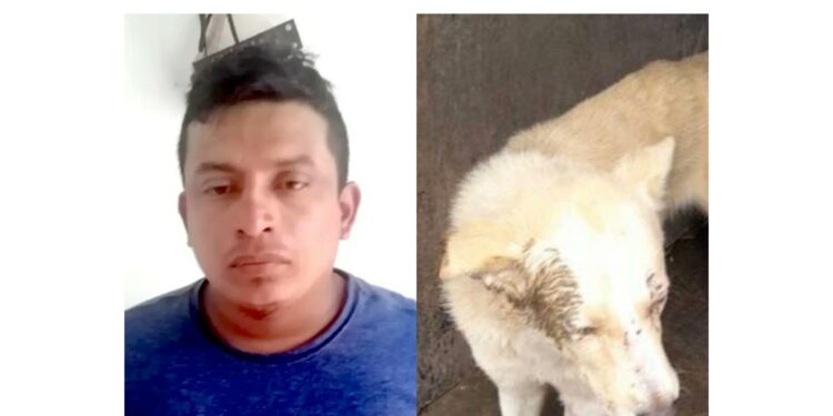 Capturan a hombre por atropellar un perro.