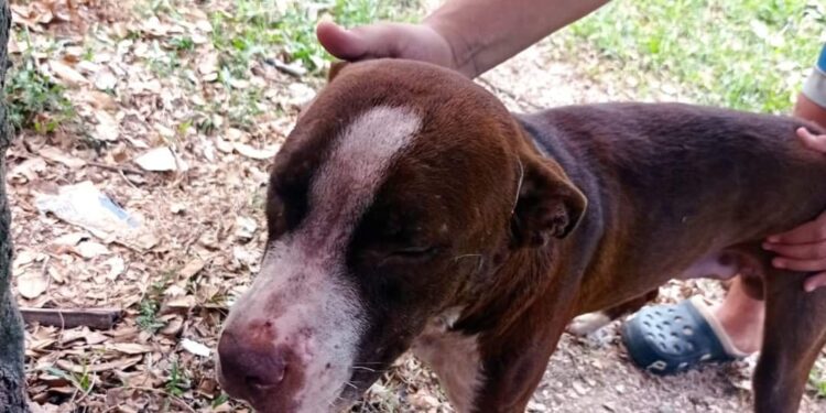 Perros matan a hombre en San Rafael Cedros.