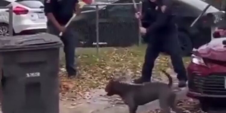 Perros Terriers matan a anciano y hieren a 3 personas más.