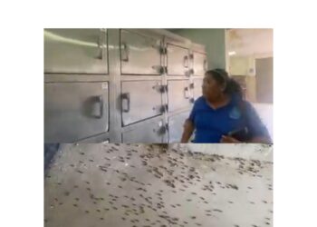 Cuartos fríos de IML están llenos de gusanos, denuncia SINEJUS.