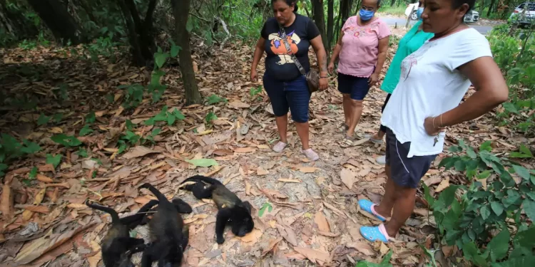 Monos aulladores mueren por calor extremo en México.