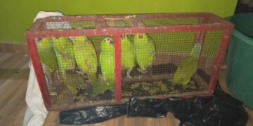 Capturan a sujetos que comercializaban animales exóticos.