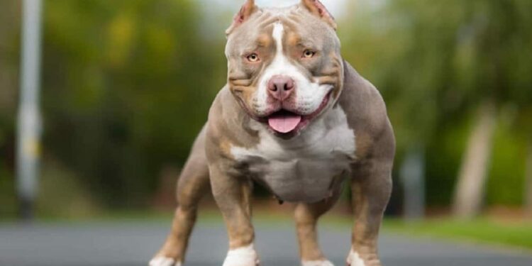 Sacrifican cientos de perros de la raza American Bully XL en el Reino Unido.