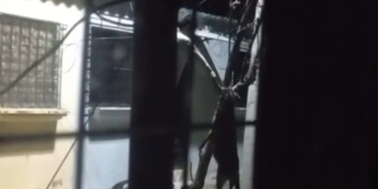 Denuncian a sujeto que asesina perros en San Miguel.