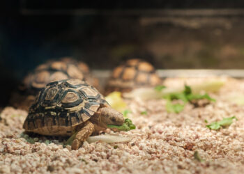 Detienen a joven por contrabando de tortugas.