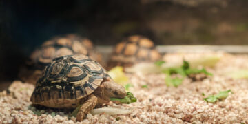 Detienen a joven por contrabando de tortugas.