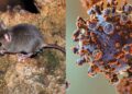 Hantavirus: como se contagia y su presencia en América, Europa y Asia.