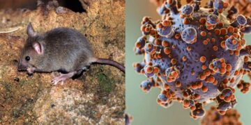 Hantavirus: como se contagia y su presencia en América, Europa y Asia.
